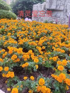 女主呆萌呆萌的
